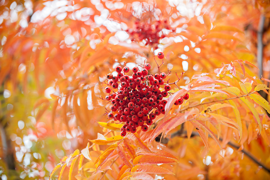 Orange Blätter und rote Früchte der Mehlbeere