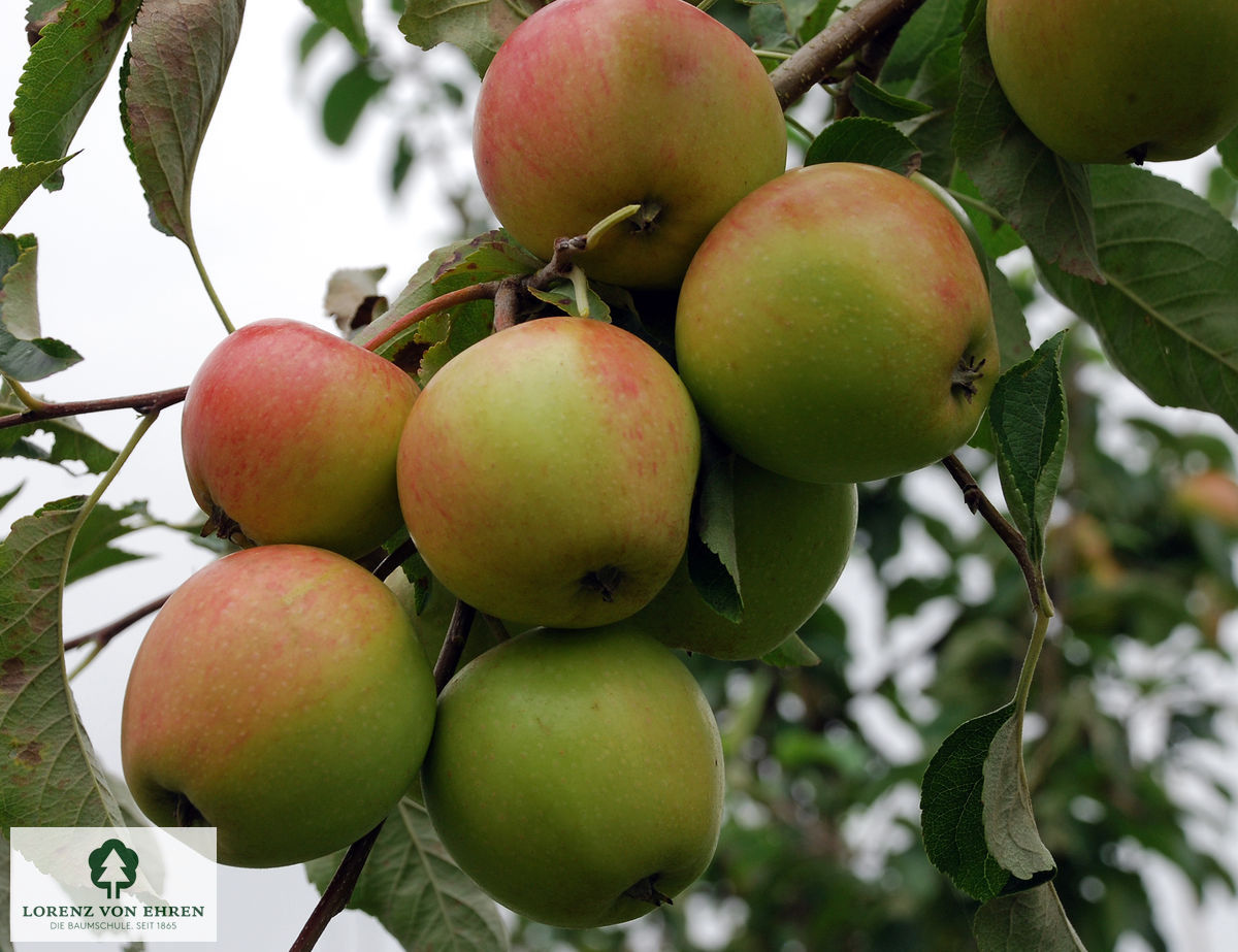 Malus domestica 'Pinova'