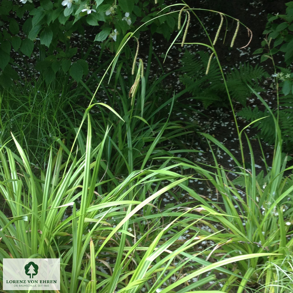 Carex pendula