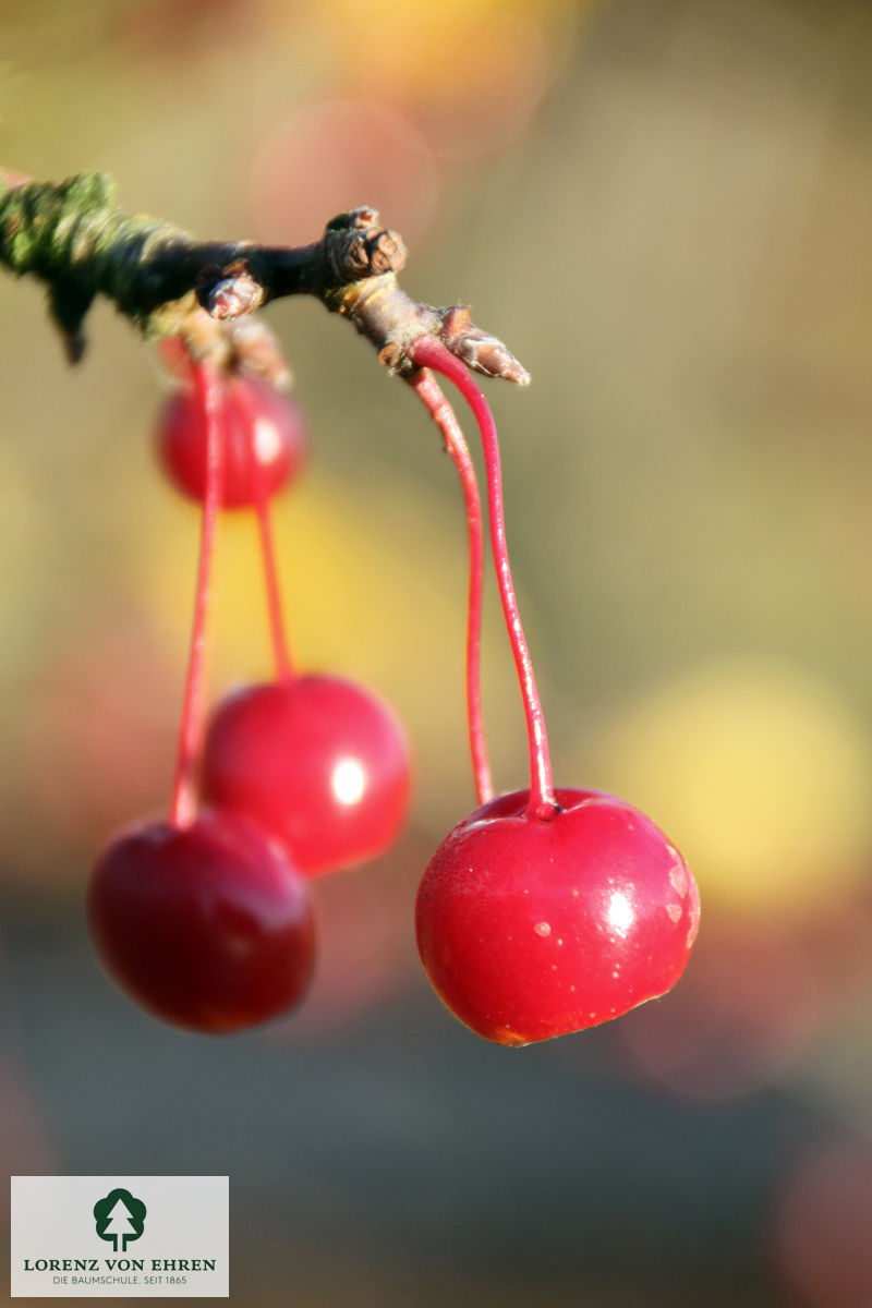 Malus 'David'