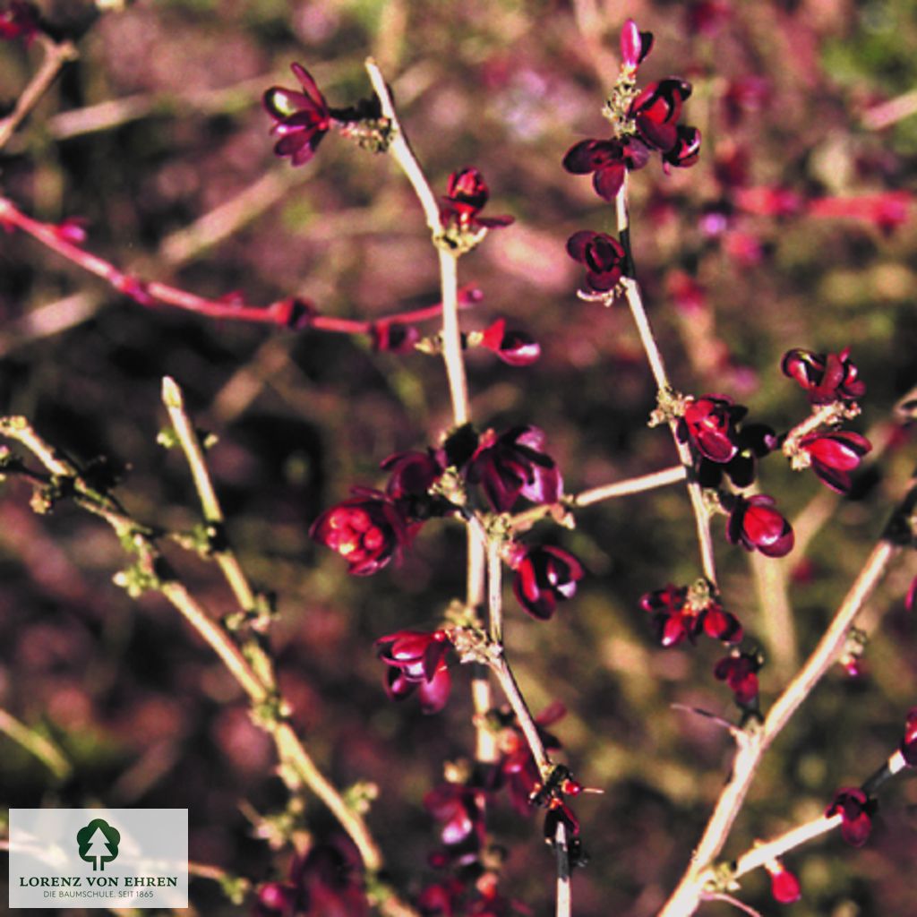 Berberis thunbergii 'Red Chief'