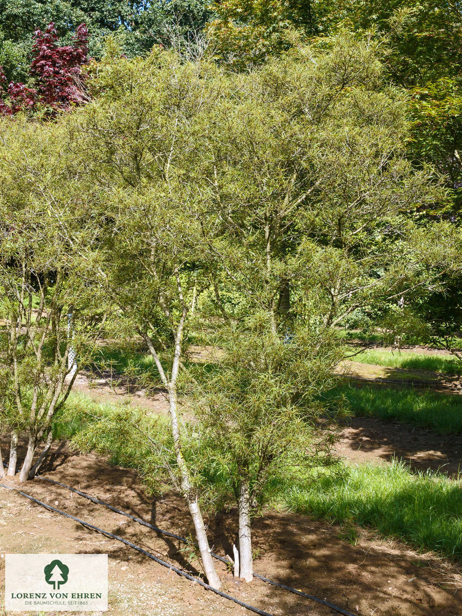 Rhamnus frangula 'Asplenifolia'