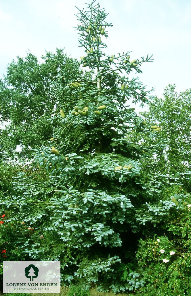 Abies procera 'Glauca'