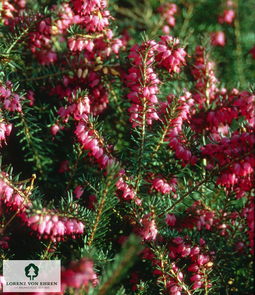 Erica darleyensis 'Kramer's Rote'