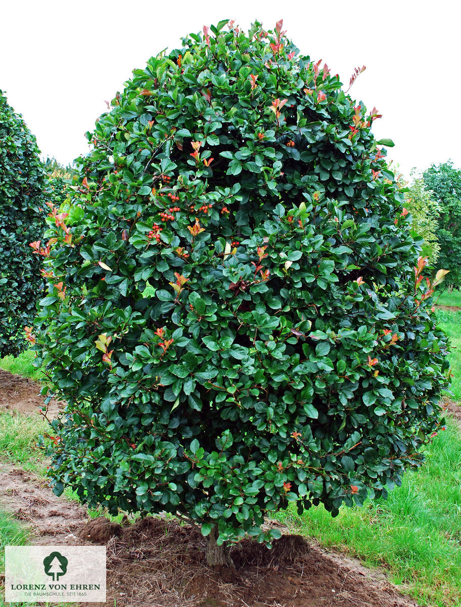 Crataegus prunifolia