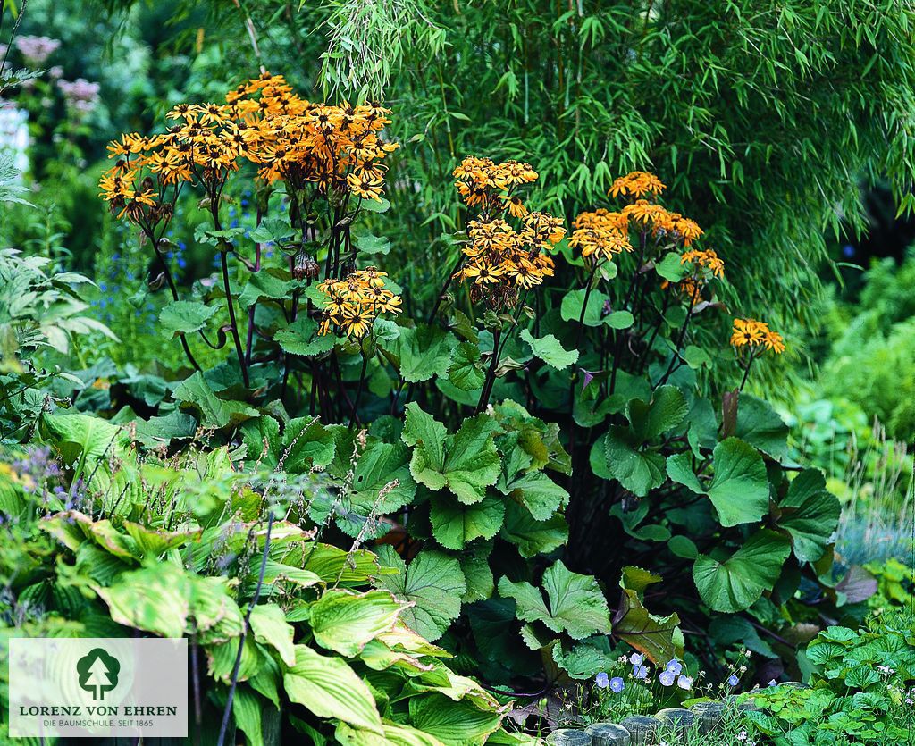 Ligularia dentata