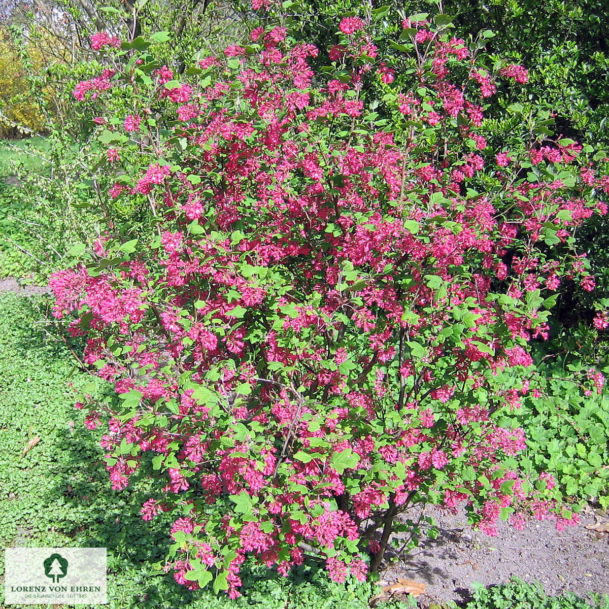 Ribes sanguineum 'King Edward VII'