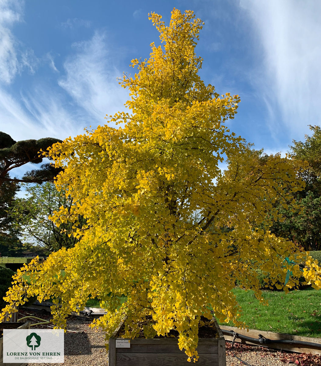 Ein schöner Ginkgo-biloba mit gelben Blättern