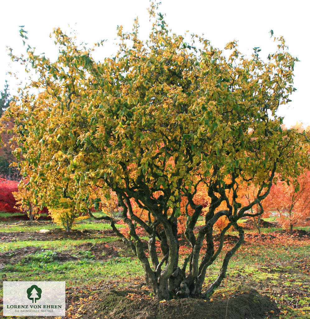 Corylus avellana 'Contorta'