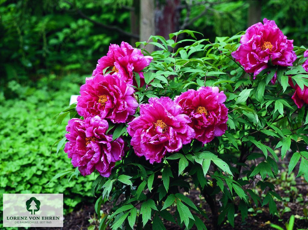 Paeonia lactiflora 'Bunker Hill'