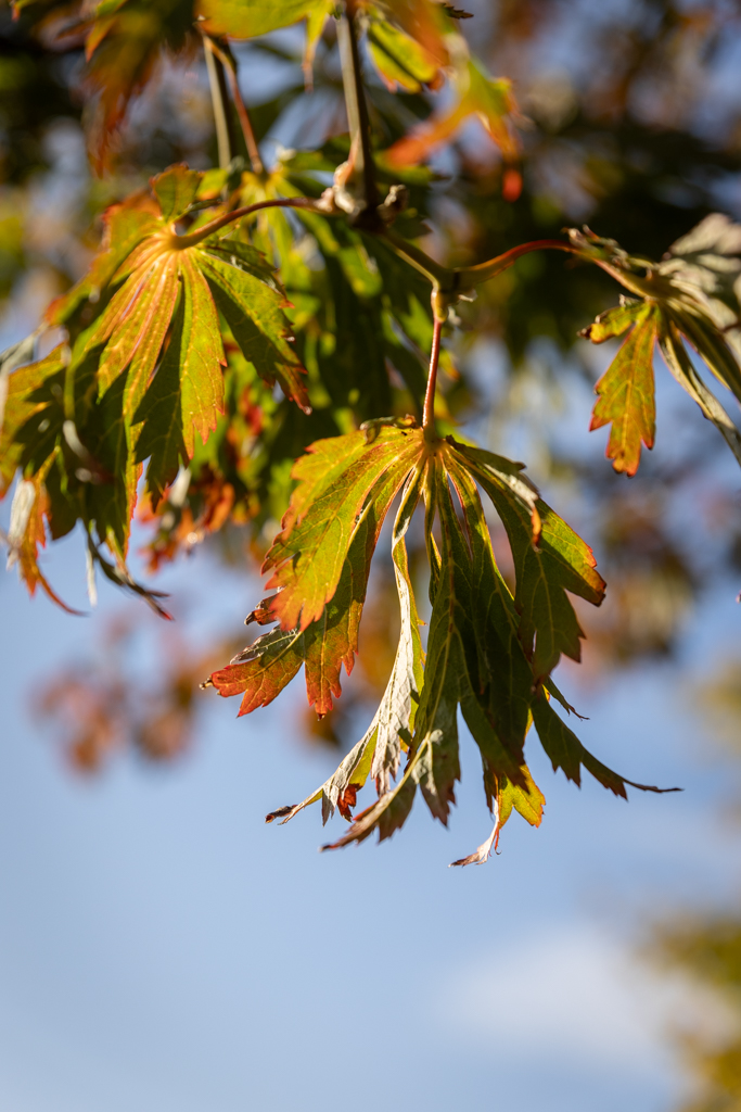 Acer japonicum 'Aconitifolium' VJ
