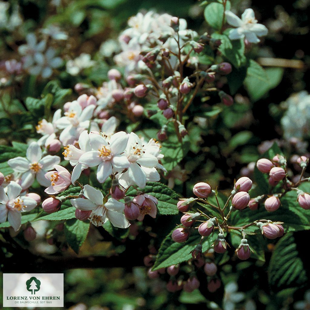 Deutzia hybrida 'Mont Rose'