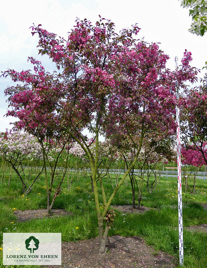 Malus 'Royalty'