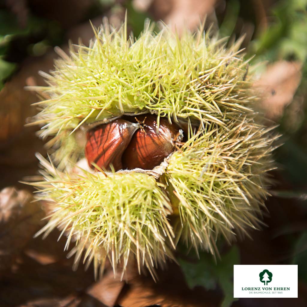 Castanea sativa Unikat