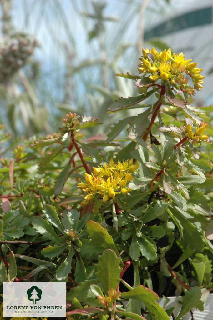 Sedum floriferum 'Weihenstephaner Gold'