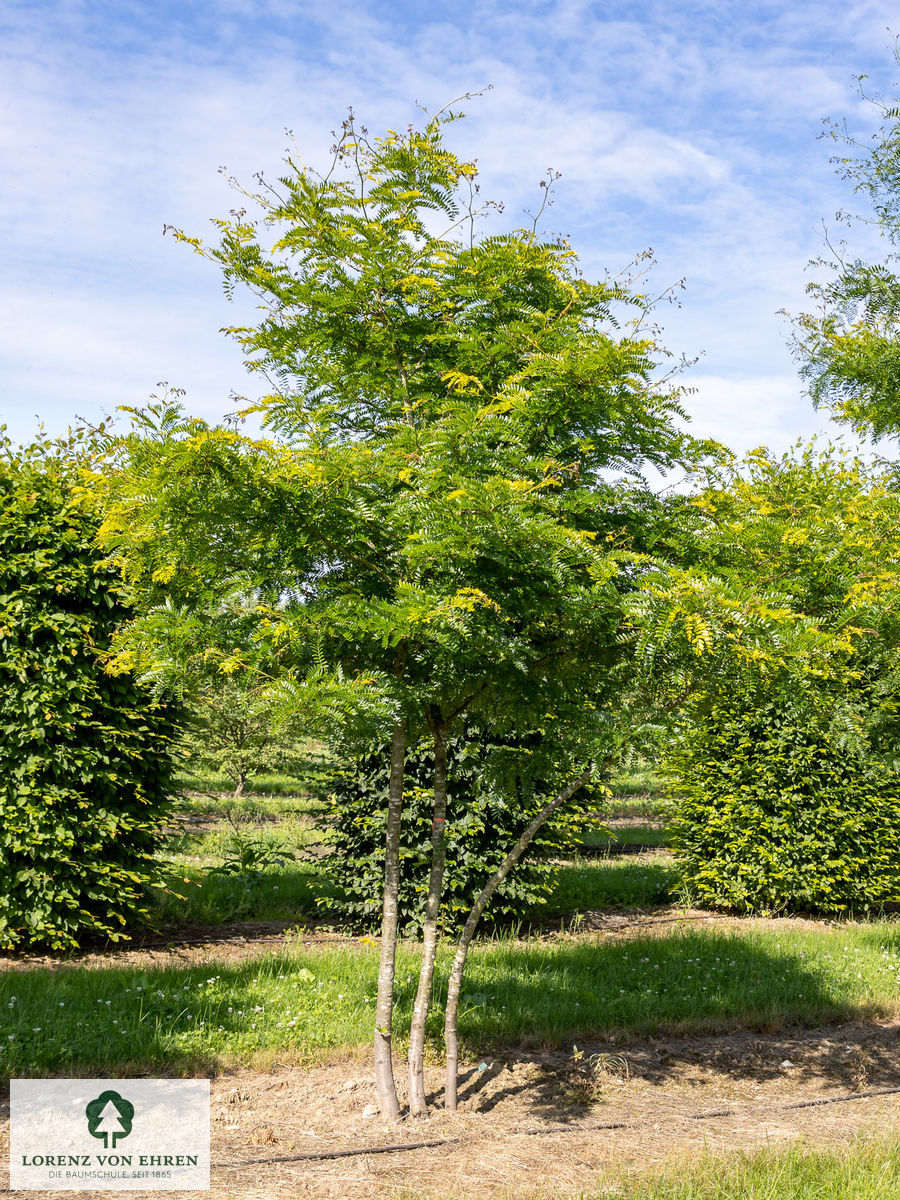 Gleditsia triacanthos 'Sunburst'