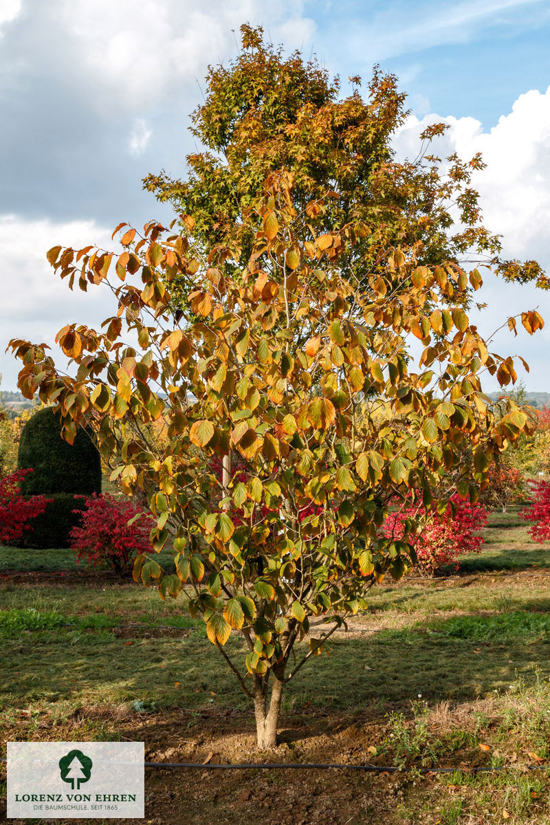 Hamamelis intermedia 'Feuerzauber'