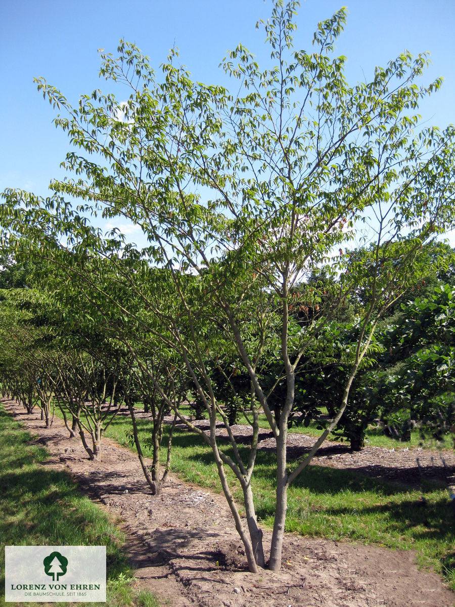 Carpinus japonica