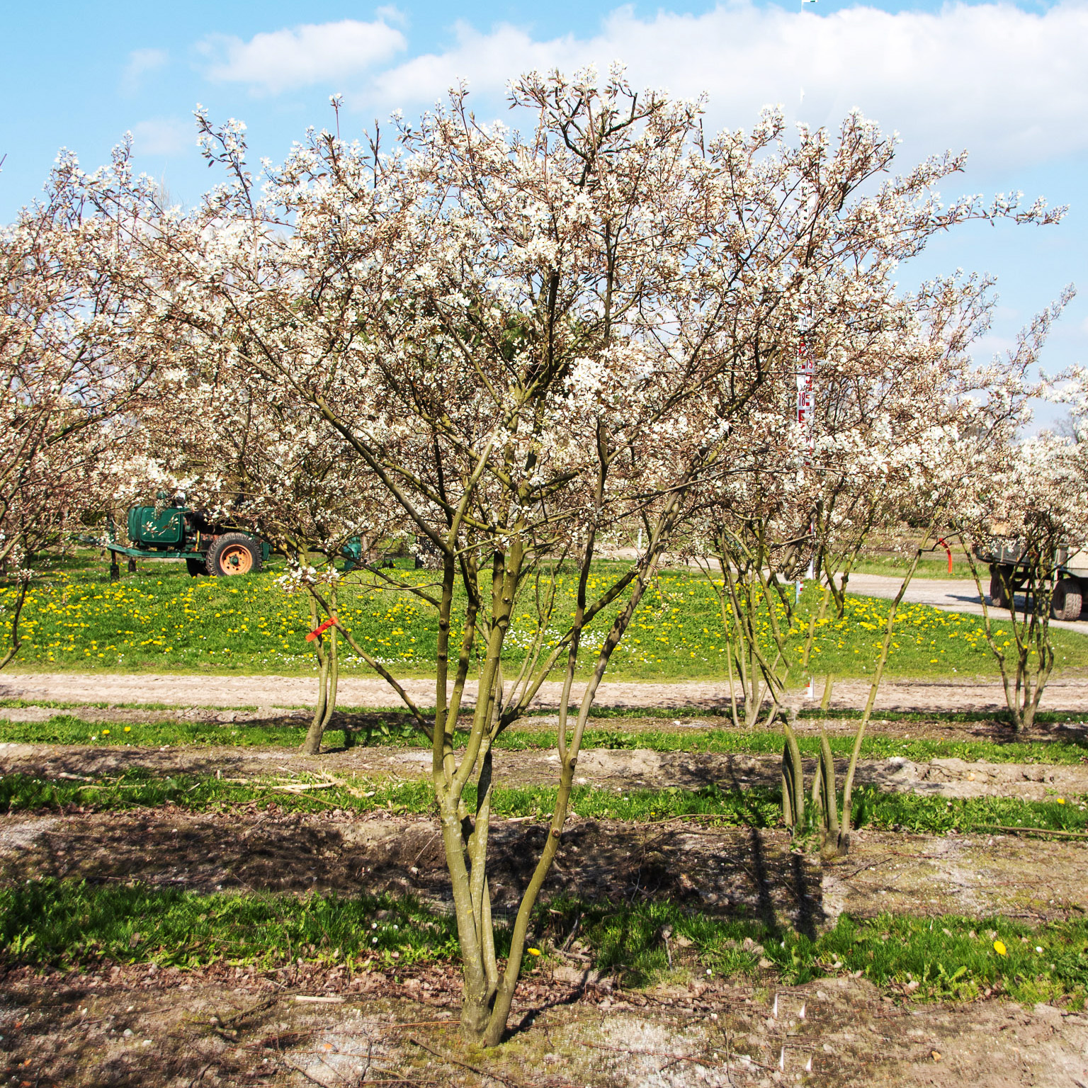 Baum mit Blüte
