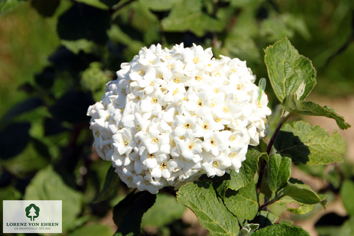 Viburnum carlcephalum