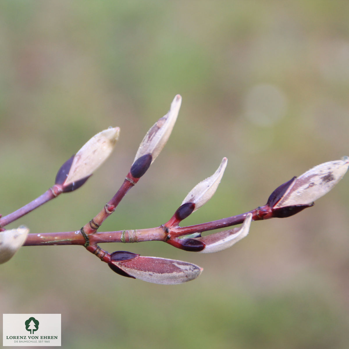 Acer capillipes