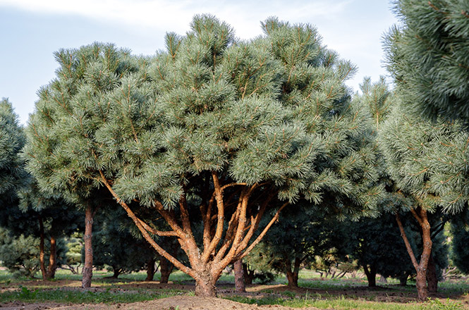 ein Traumemplar Pinus sylvestris watereri Mehrstämmige Kiefer ein Prachtexemplar
