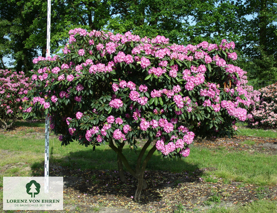 Rhododendron Hybride 'Roseum Elegans'