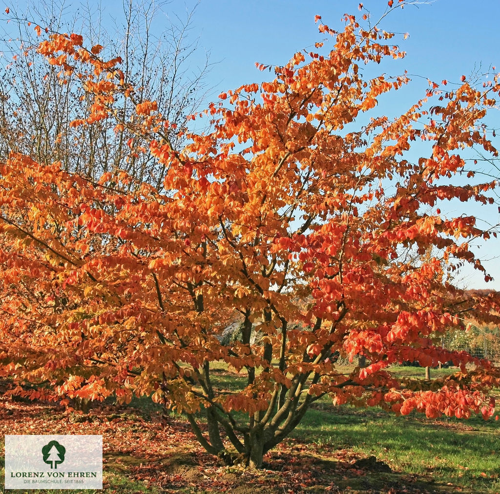 Freigewachsener Solitärbaum mit leuchtender Herbstfärbung.