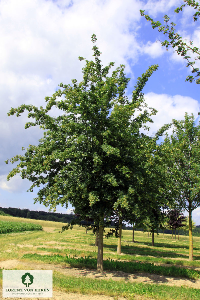 Ein wunderschöner Feldahorn Acer campestre im Sommer