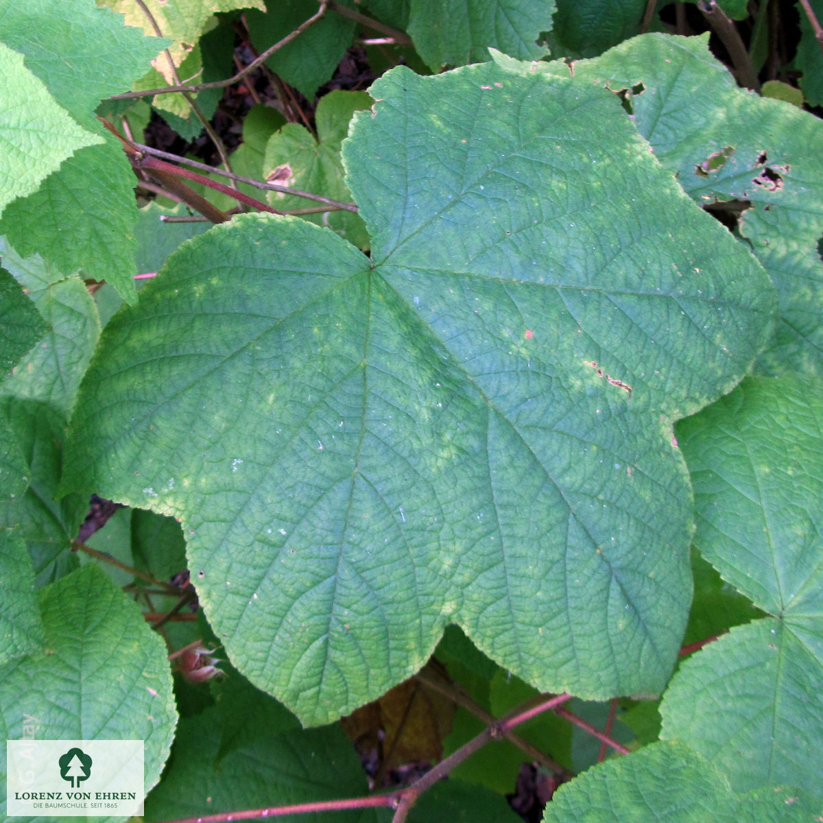 Rubus odoratus
