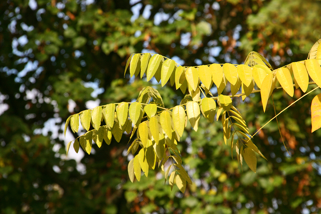 Herbstlaub Schnurbaum