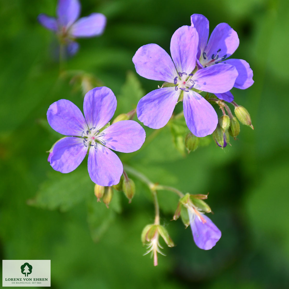 Geranium sylvaticum