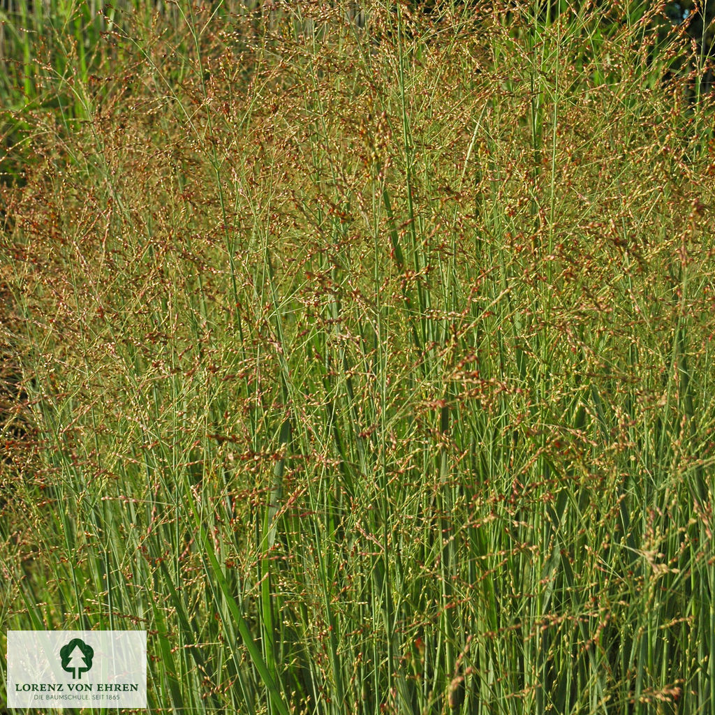 Panicum virgatum 'Heavy Metal'