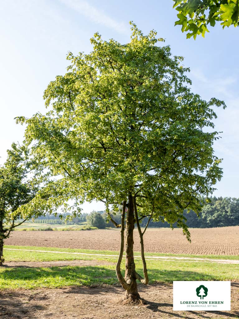 Carpinus betulus