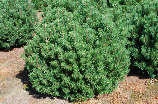 Pinus mugo mops Lebende Steine Klein kompakt und kugelig ist diese Kiefer
