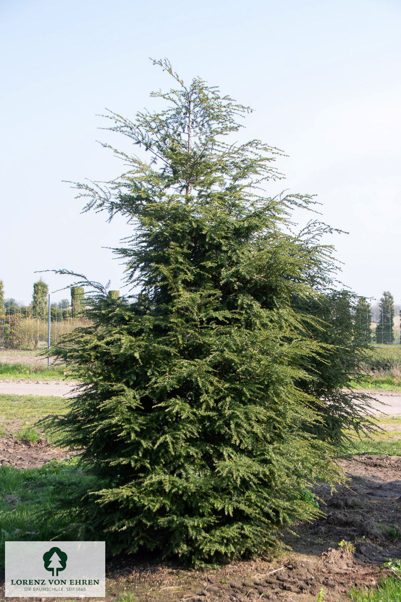 Tsuga canadensis