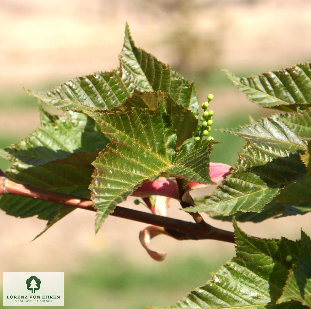 Acer capillipes