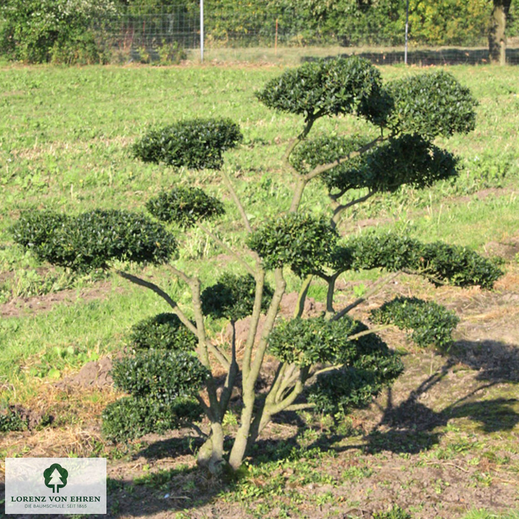 Ilex crenata