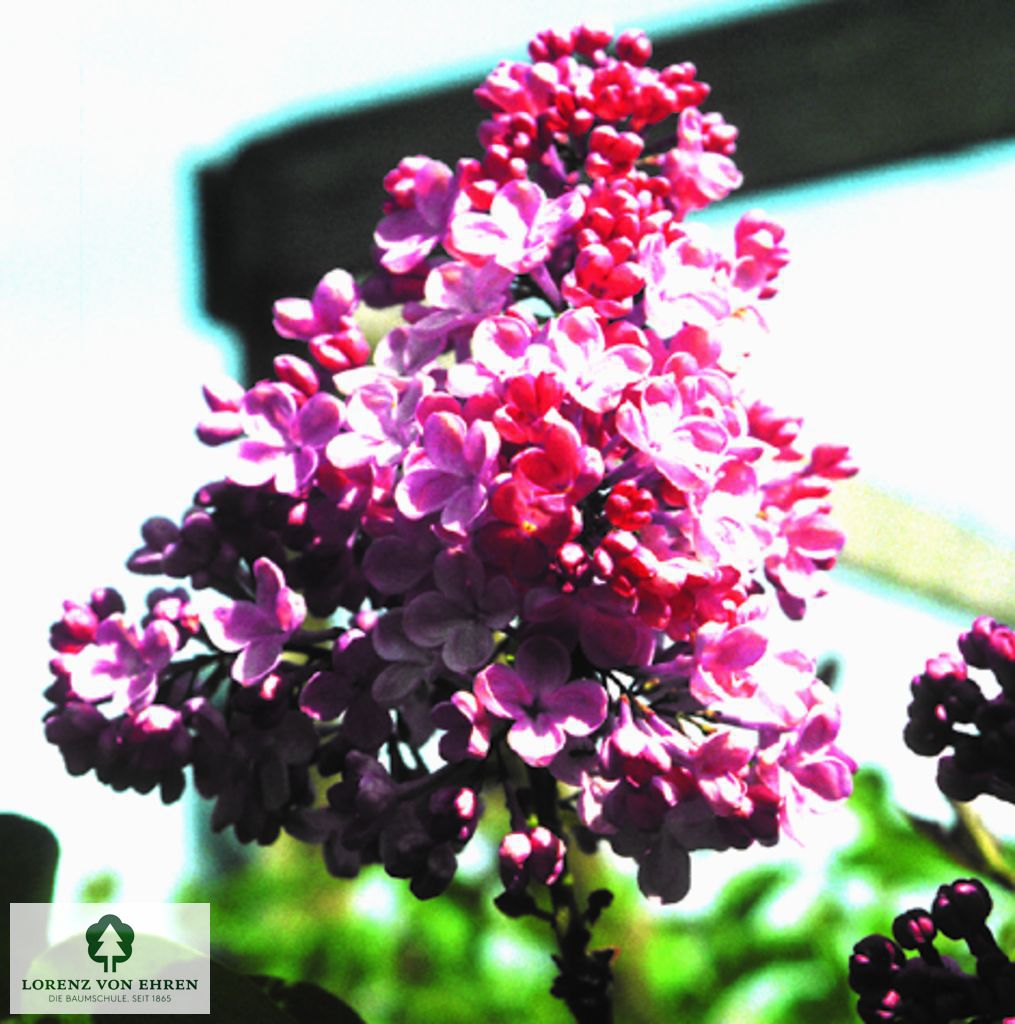 Syringa hyacinthiflora 'Rosenrot'