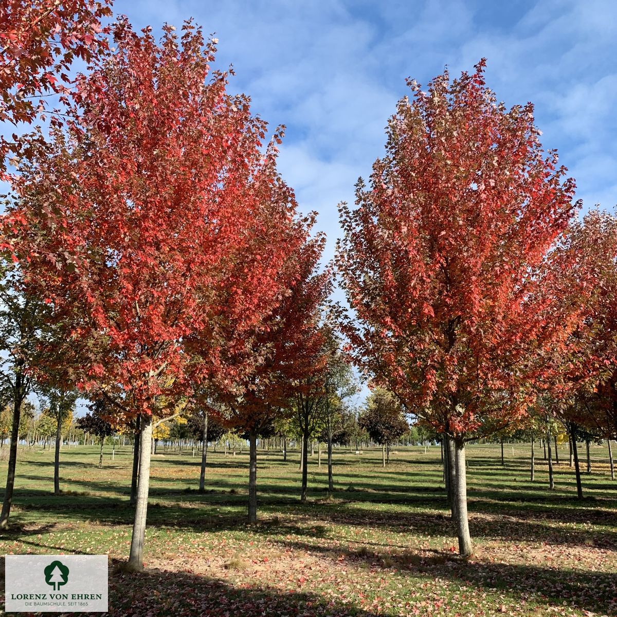 Acer freemanii 'Autumn Blaze'