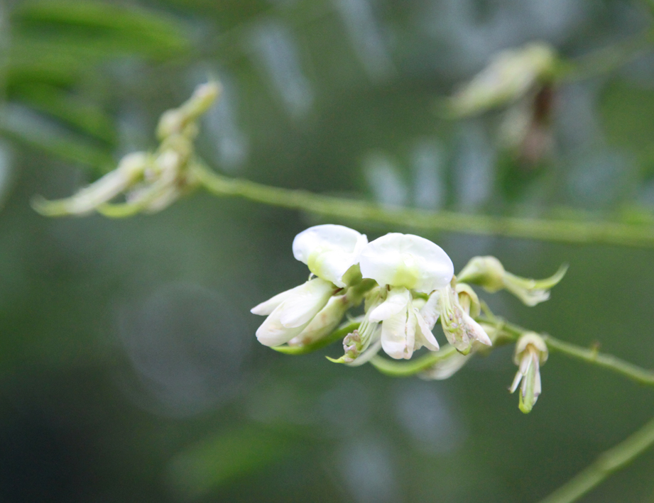 Styphnolobium japonicum 'Pendula' Unikat