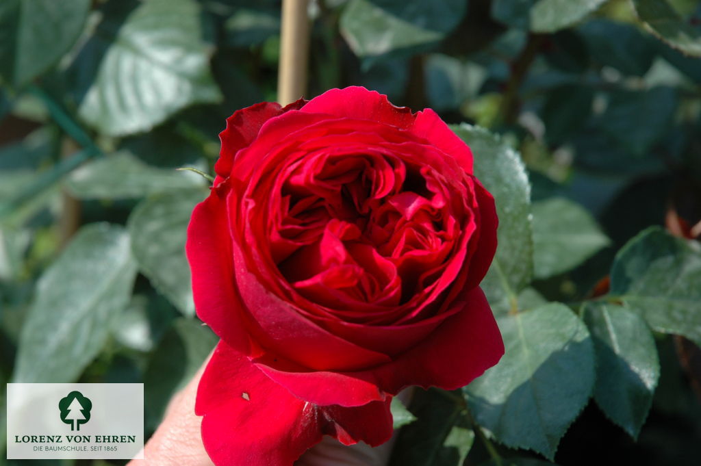 Rosa 'Red Eden Rose'