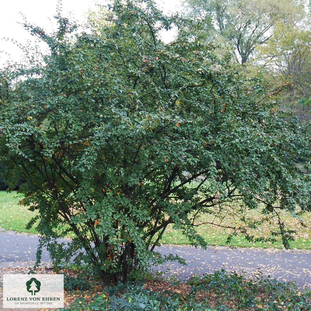 Cotoneaster divaricatus