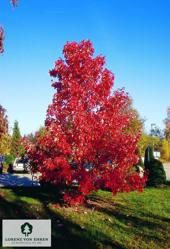 Acer rubrum