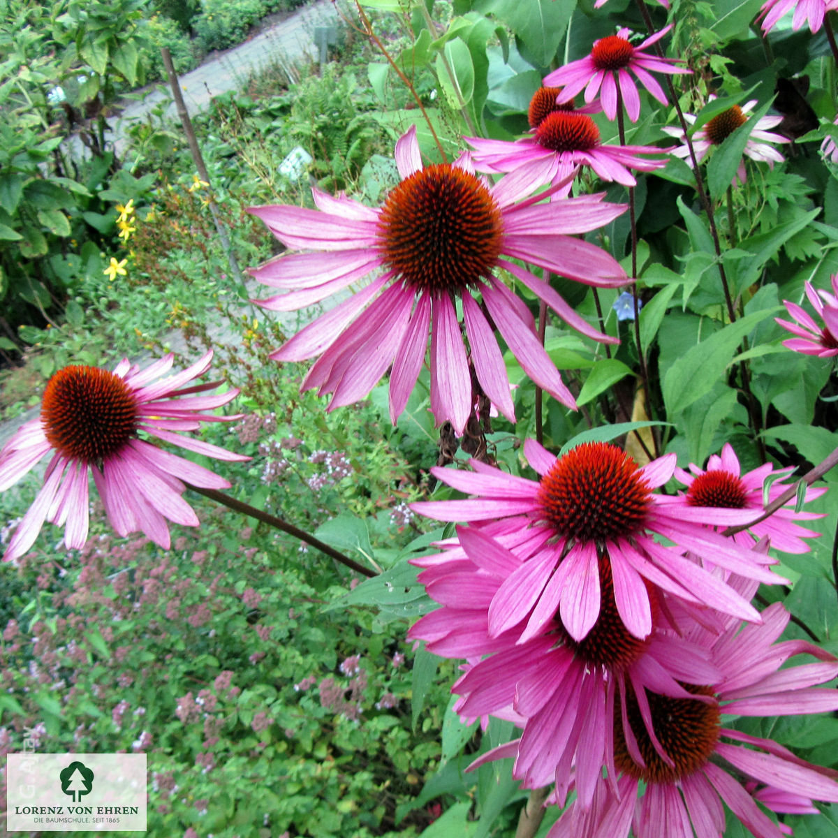 Echinacea purpurea 'Magnus'