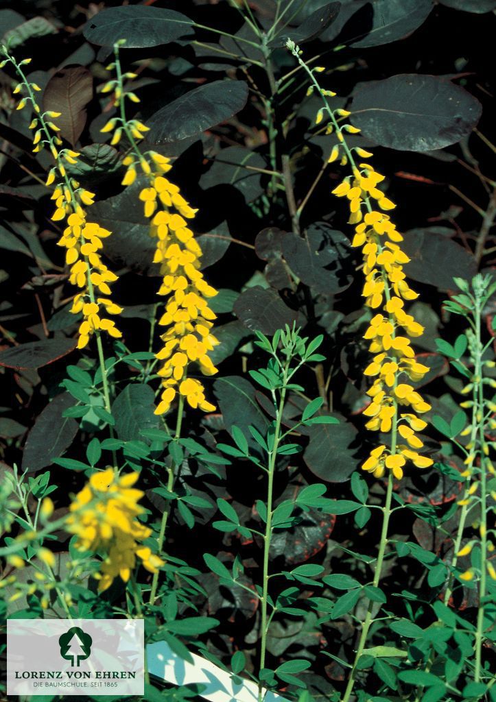 Cytisus nigricans 'Cyni'