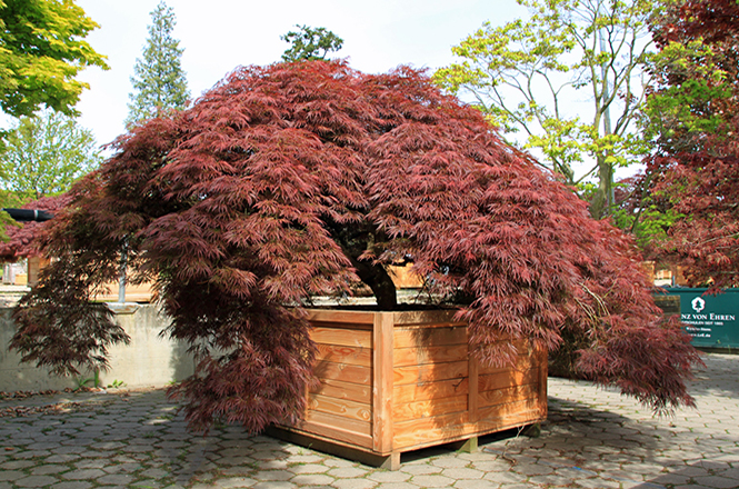 Roter Ahorn im Holzcontainer