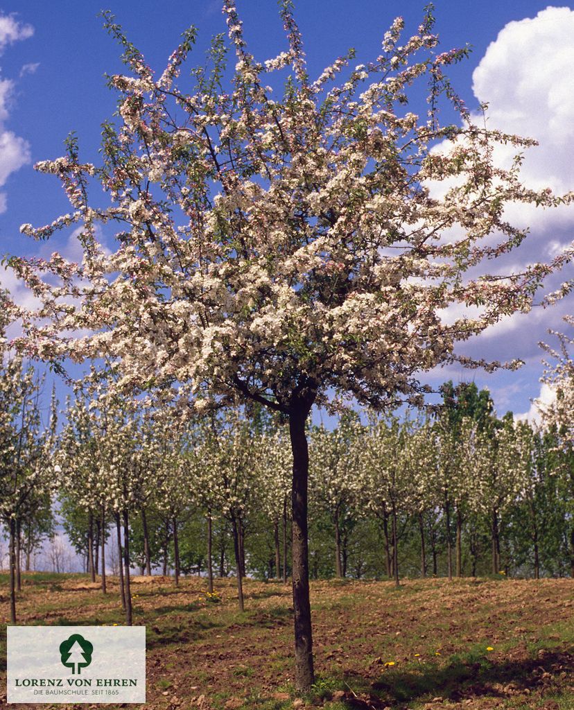 Malus toringo sargentii Veredlung