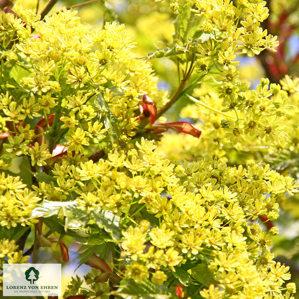 Acer platanoides 'Globosum'