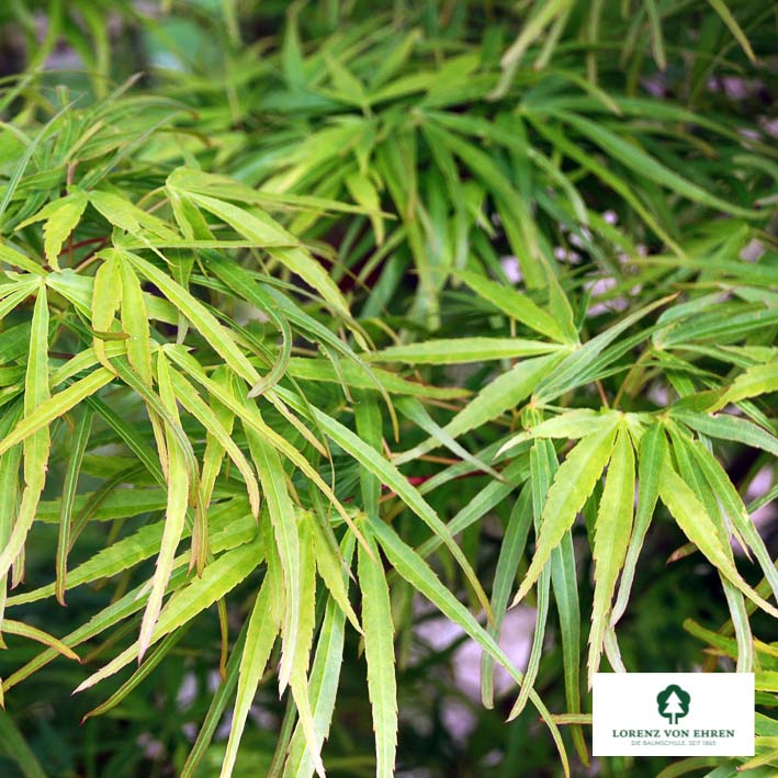 Acer palmatum 'Scolopendrifolium'
